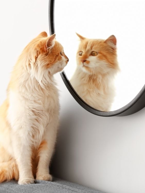 chat qui s'admire dans un miroir / visiondeco